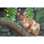 I-carpathian lynx e-Odessa Zoo