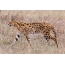 Foto: Sisi serval