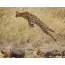 Foto de un serval en un salto.