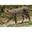 Foto: Serval giet oer syn bedriuw