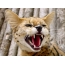 Φωτογραφία: Το στόμα του Serval