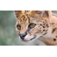 Φωτογραφία: look serval