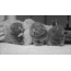GIF bilde med søte kattunger