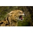 Foto: serval grin