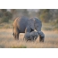 Foto elefante e elefante