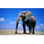 Gyönyörű fotó egy elefántról