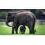 Elephant mom with elephant