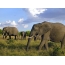 Elefanter i savannen