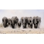 Et photos of elephantis locatis elephantis