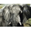 坦桑尼亚塞伦盖蒂公园的大象
