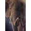 Τεράστιο ελέφαντα στο πάρκο Serengeti