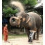 一头大象的照片在假肢的