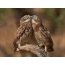 Owls të fotografive