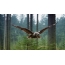 Foto av en uggla som flyger i skogen