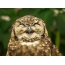 Owls të fotografive