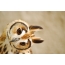 Photo owl muzzle