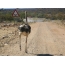 Ostrich in Kenya