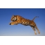 Tigris in jump