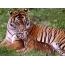 Tigress con tigre cub