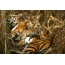 Tigress pẹlu tiger cub