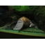 аквариум Сүрөт Platypus