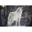 Biele vlk