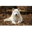 Biely vlk
