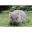Wombat fotografije