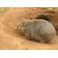 Wombat på burrow