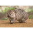 Wombat fotosuratlari