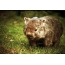 Ritratti Wombat