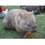 Wombat come zanahorias