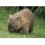 Wombat na travi