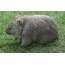 Wombat fotky