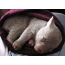 Malý wombat spí