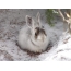 Hare i snøen