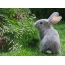 Lille hare