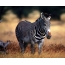 Foto av zebra