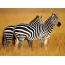Awọn Zebra
