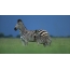 Zebra met welp