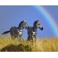 Zebra's onder de regenboog