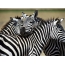 Drie zebra's
