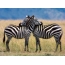 Een paar zebra's