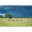 Zebra nyob rau hauv Serengeti National Park, Tanzania