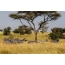 Zebre u Serengeti