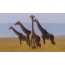 Camelopardales in photo of Africae savannah