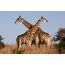 A par giraffes