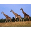 Tres girafes