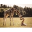 Giraffe obirin pẹlu kan kub