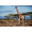 Giraffe i savannen